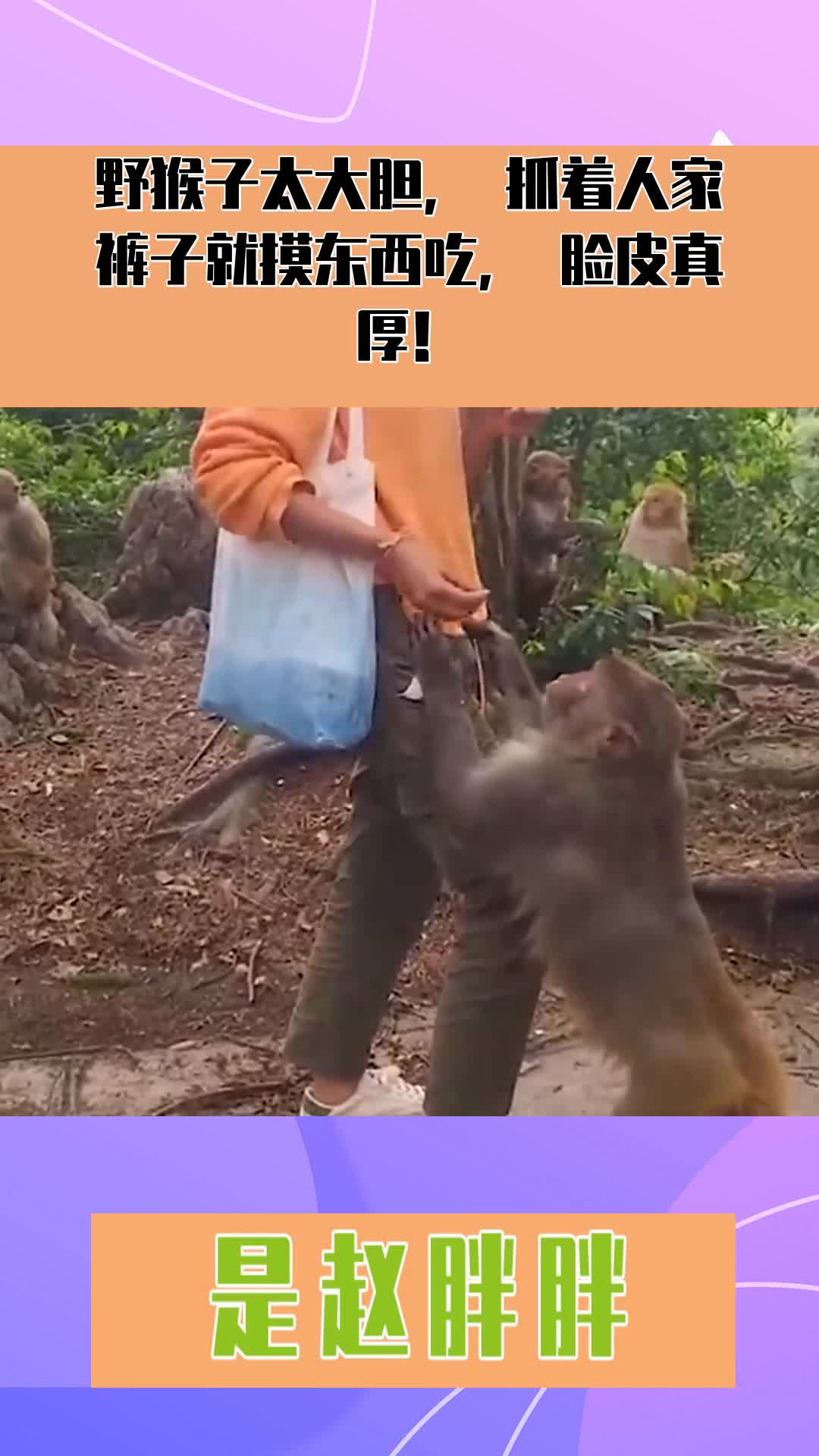 野猴子太大胆,抓着人家裤子就摸东西吃,脸皮真厚!
