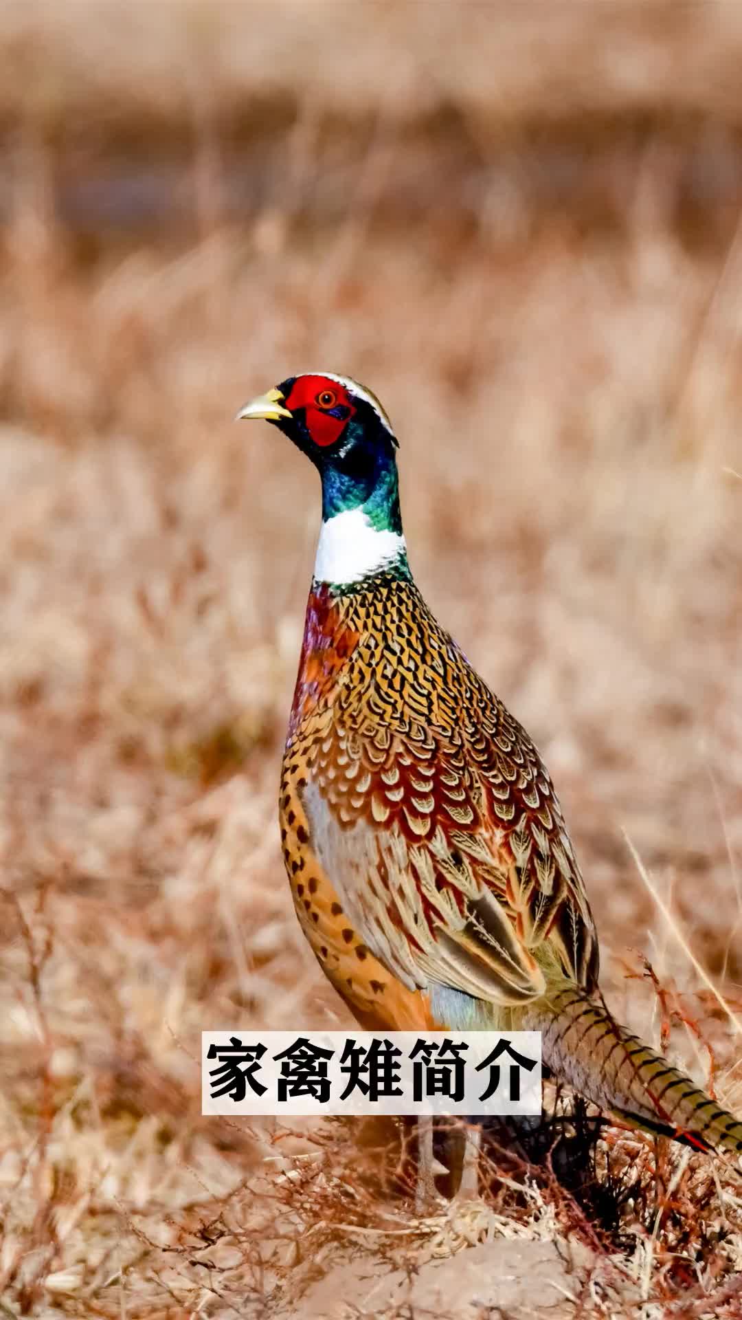 家禽雉简介