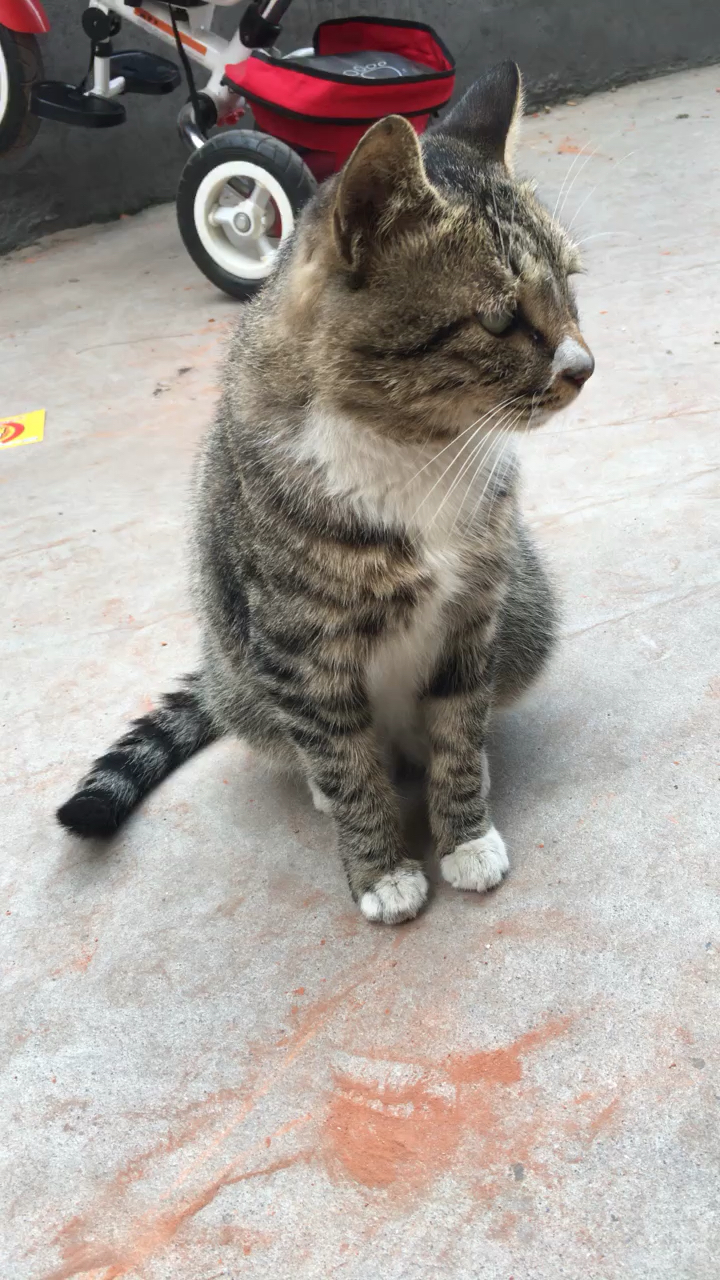 看大狸猫胖得,走起路来,那样子好可爱!