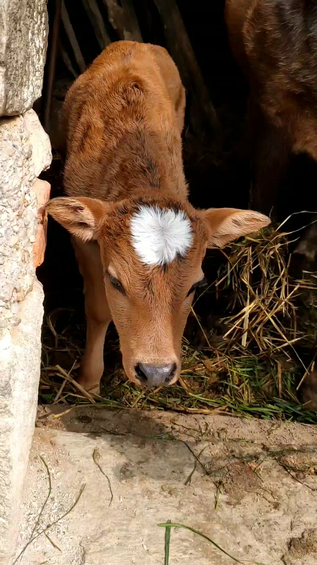 俺家喂养的小黄牛