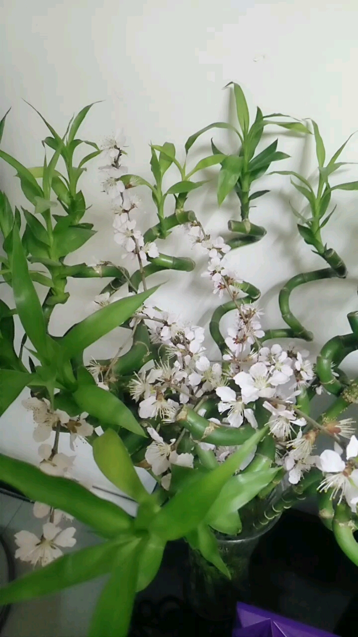 绿竹开花了,哈哈哈.