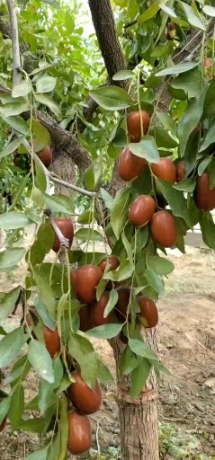 新郑市枣树研究所!红枣品种展播!