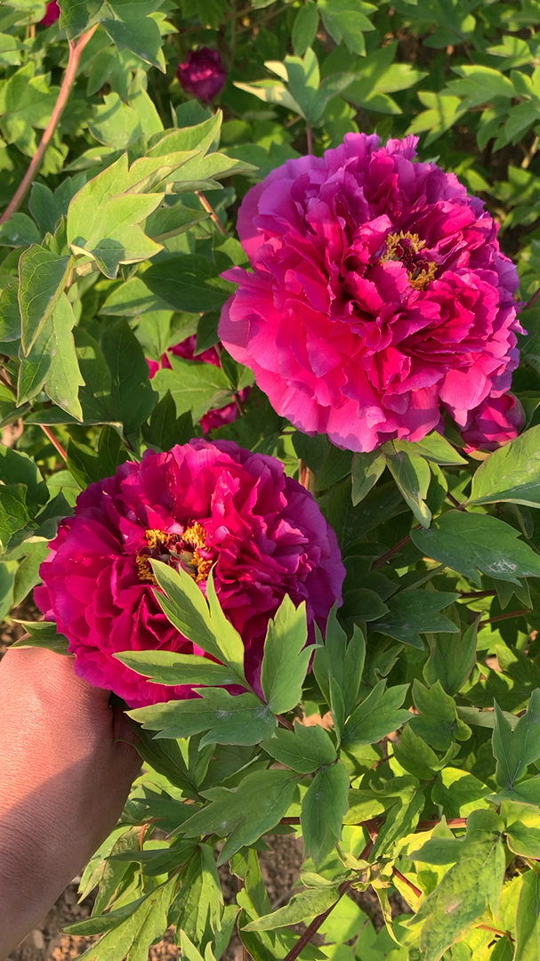 牡丹#牡丹紫二乔