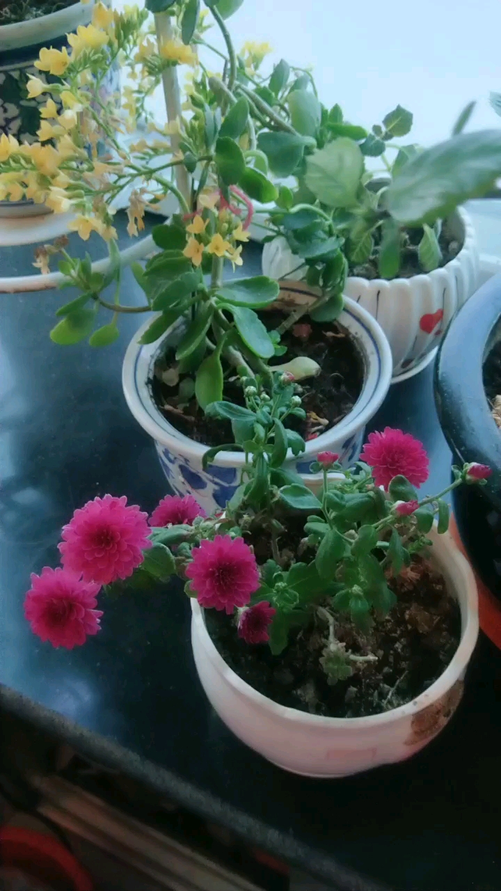 开的好看的月月菊.3-9