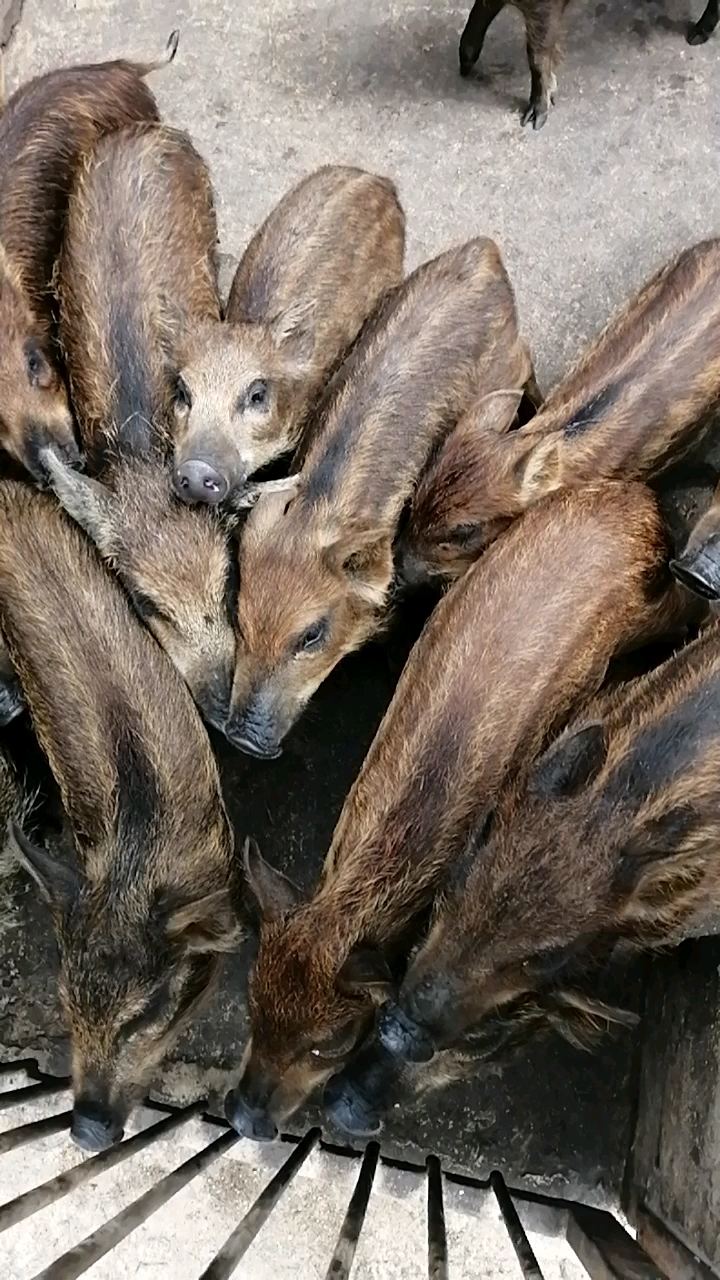 养野猪   投资少  效益高