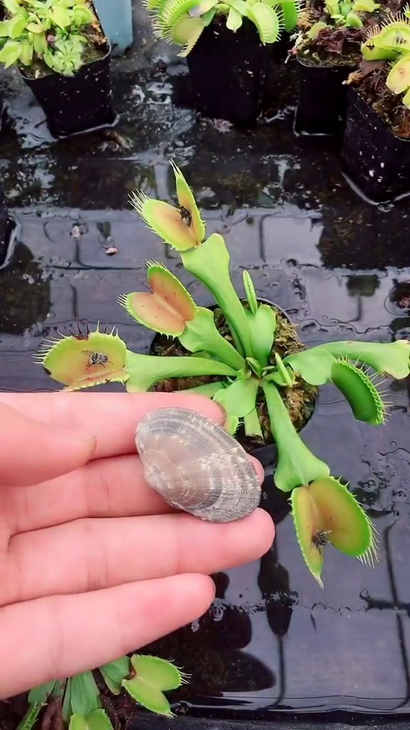 今天尝尝哈唎的味道