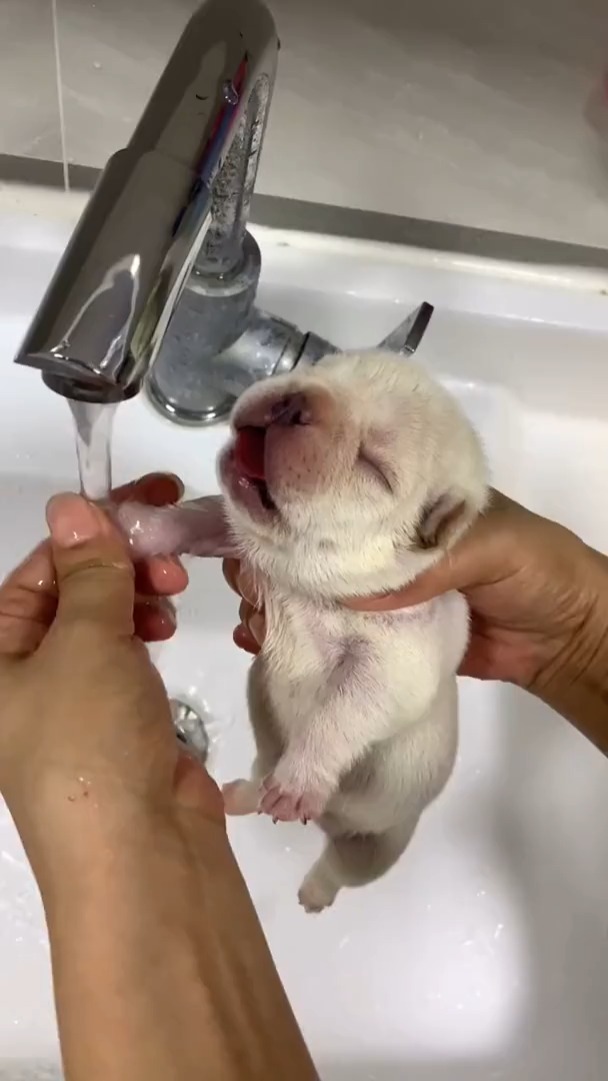 埋汰孩子,踩粑粑了.