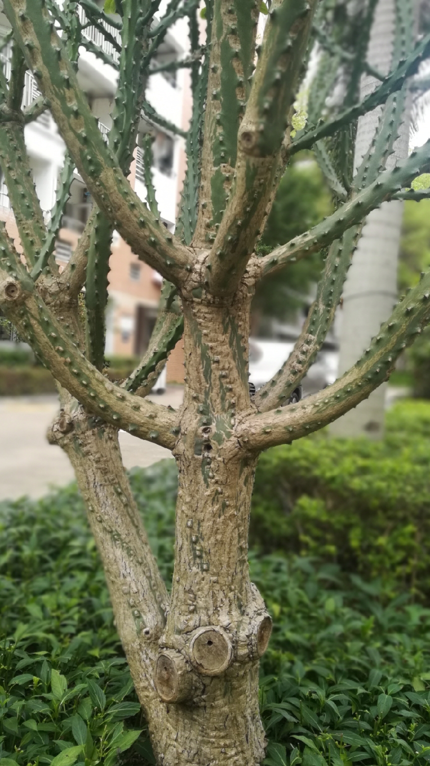 一棵四米高的龙骨树