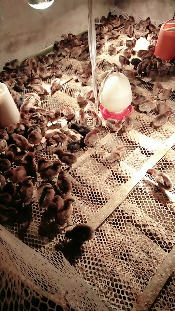 刚刚开始学养小鸡第六天