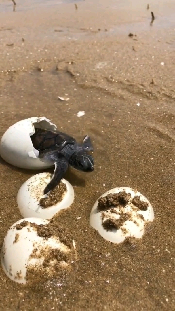 很庆幸拍摄到海龟出生的瞬间,点开此视频的朋友保你一生平安