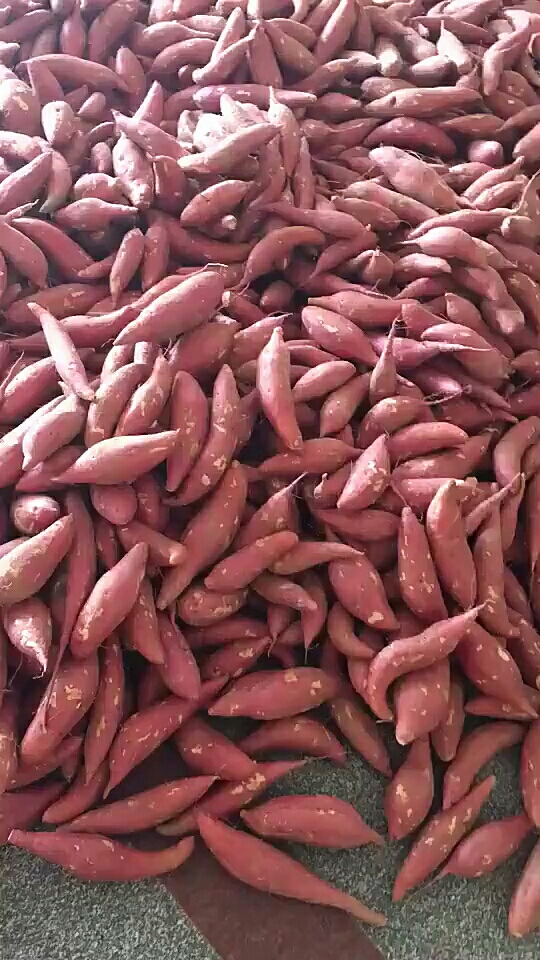 小蜜薯,打包发货!