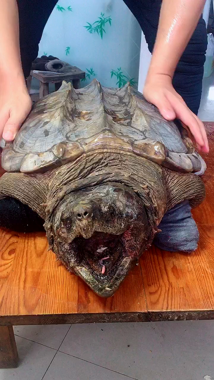 50斤北美大鳄龟挑战