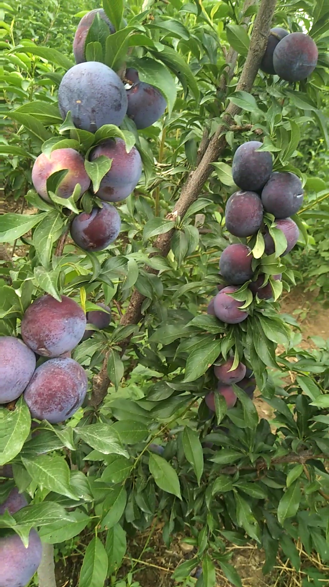 美国杏李,风味玫瑰,山东沂源结果状