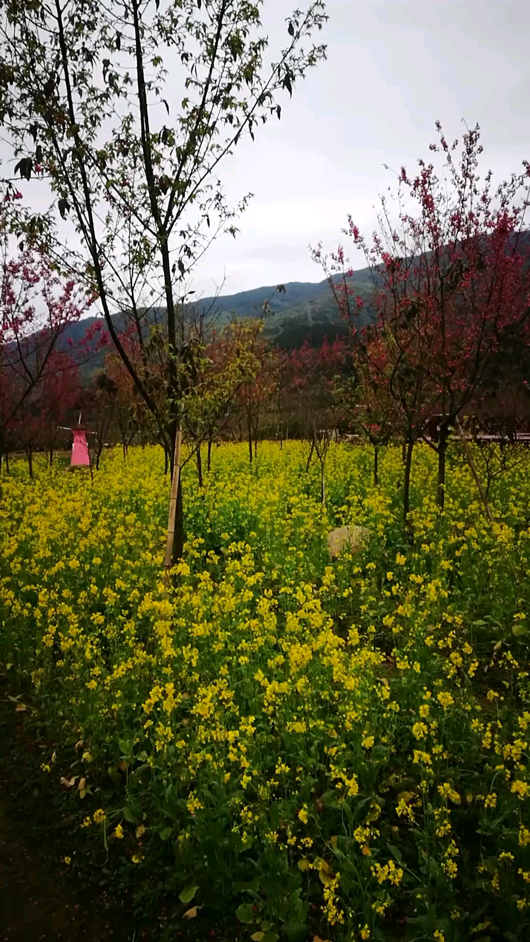 霞浦玉潭樱花谷图片图片