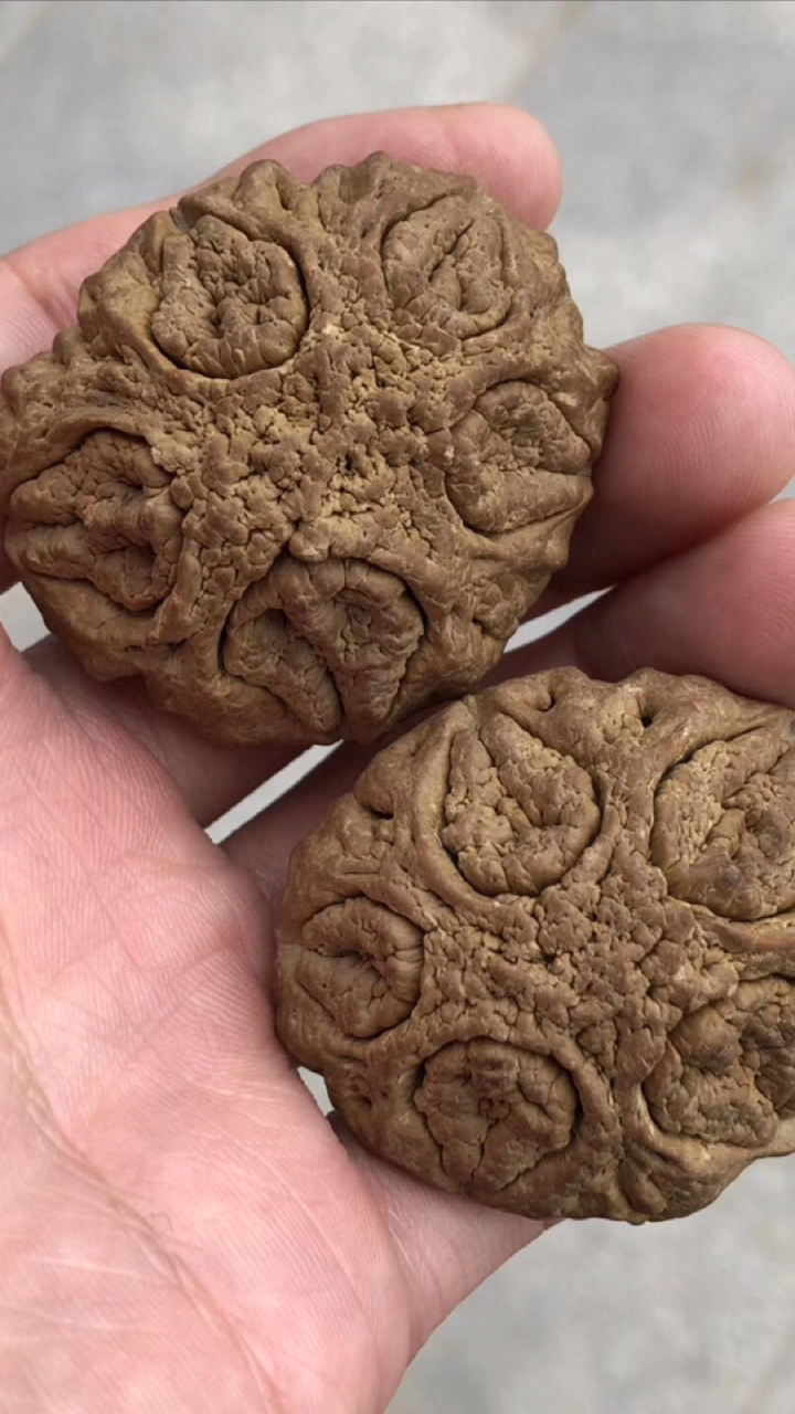 牛货,来自巴西的文玩核桃