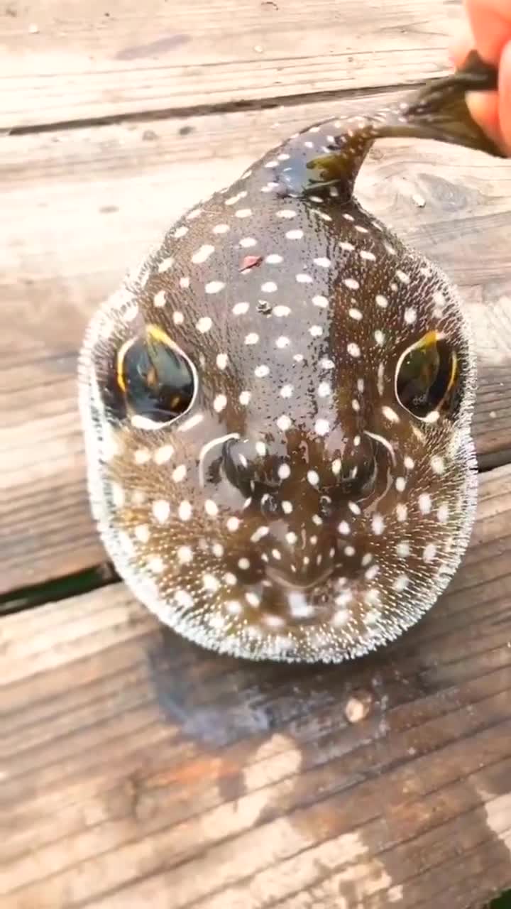 河豚今天在海里钓了一只河豚,第一次近距离见到,太可爱了