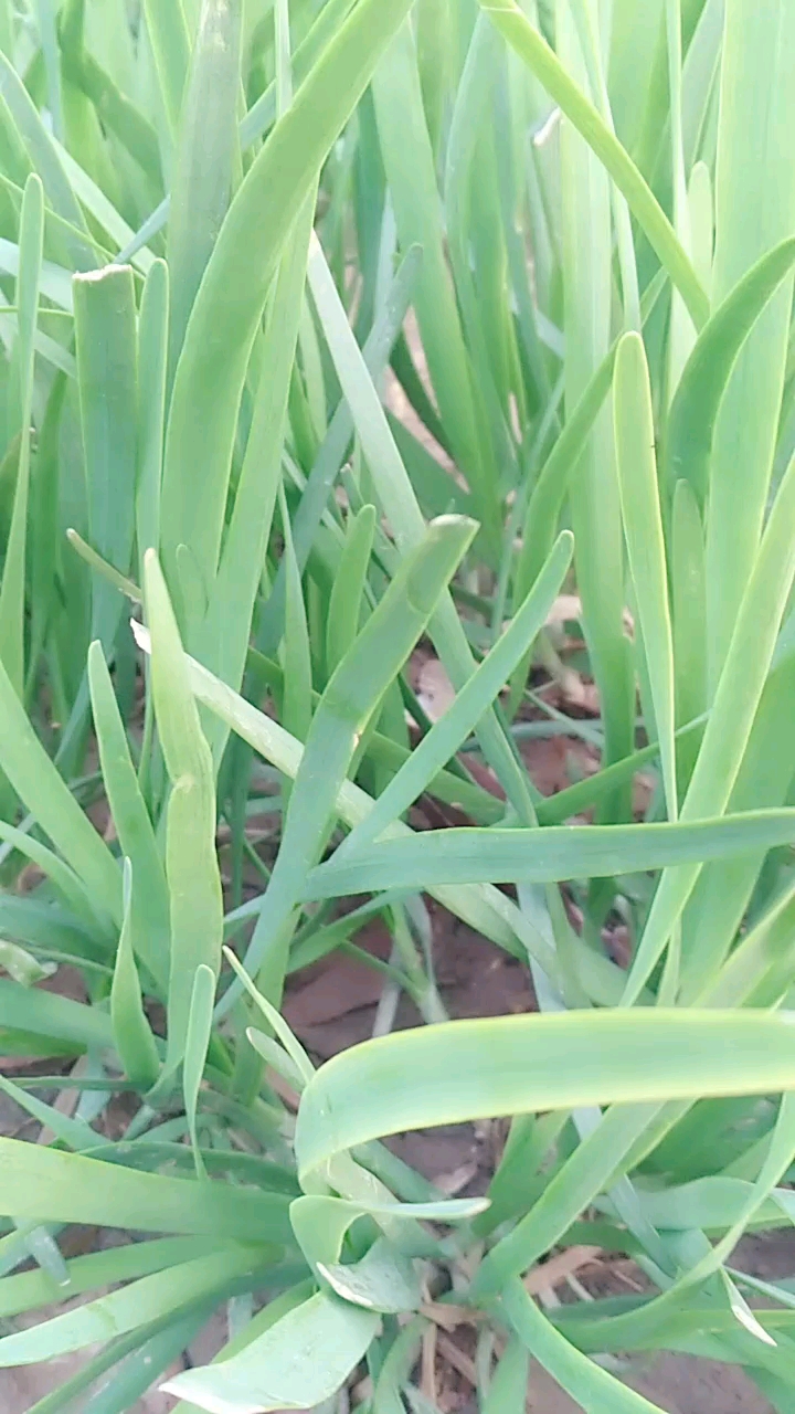 韭菜和麦苗,你能分清吗?