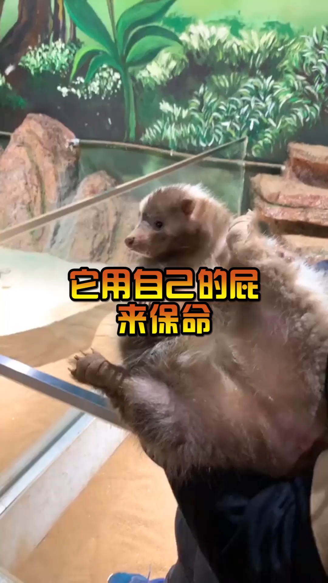 奇闻趣事抢先看#臭鼬在遇到危险时,会喷射出恶臭的液体,来驱赶追舱哌