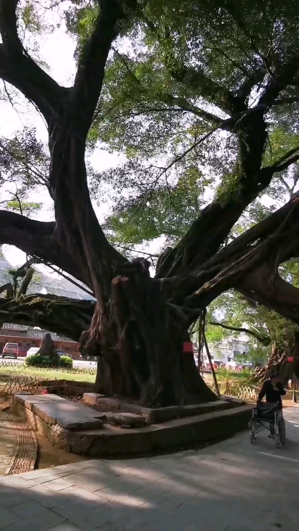 桂林平乐榕津千年古榕------华夏第一榕