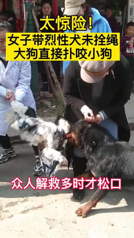 女子带烈性犬出门没拴绳.大狗直接扑咬小狗!众人解救很久大狗才松口.