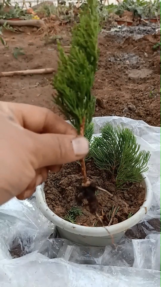 嫁接高手#柏树怎样扦插生根,操作才是关键