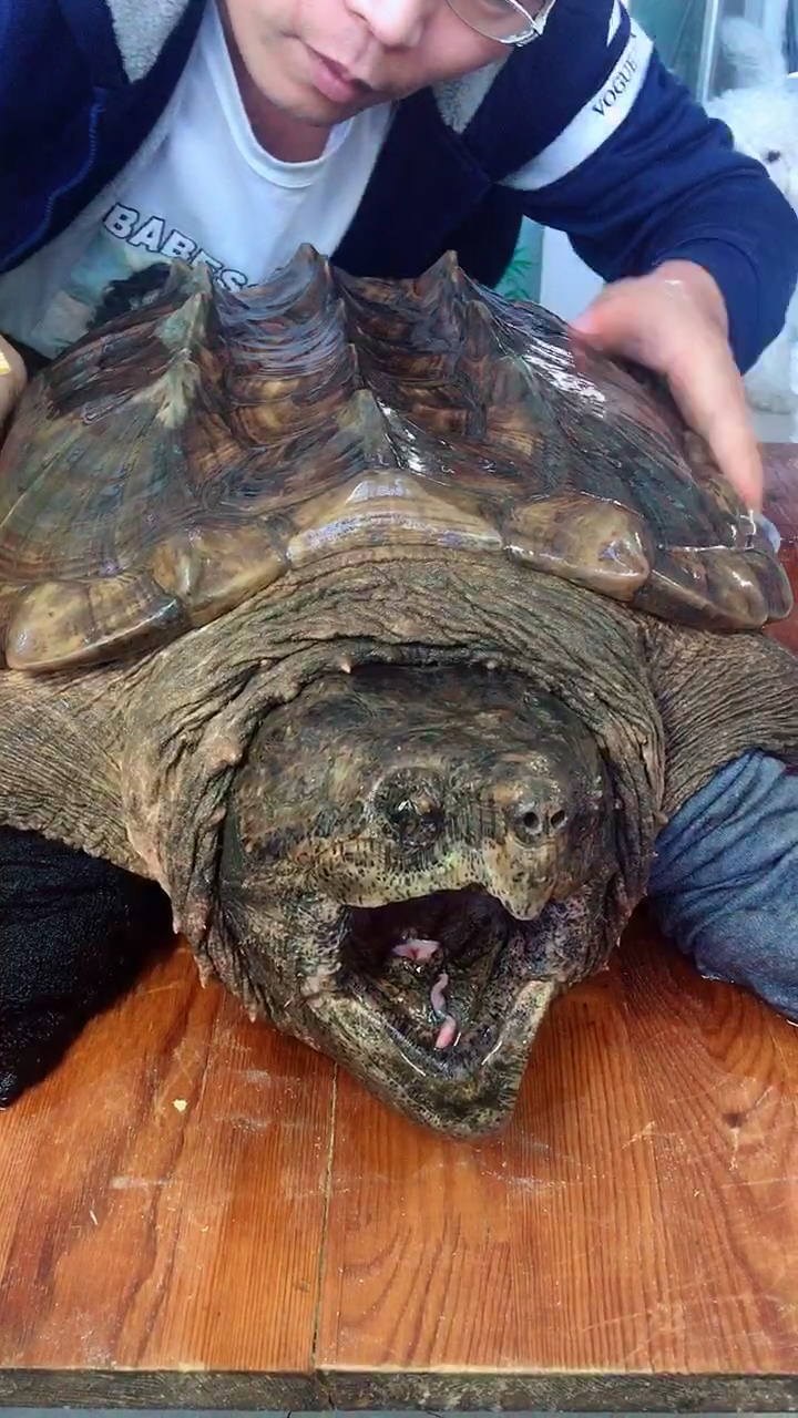 45斤大鳄龟挑战