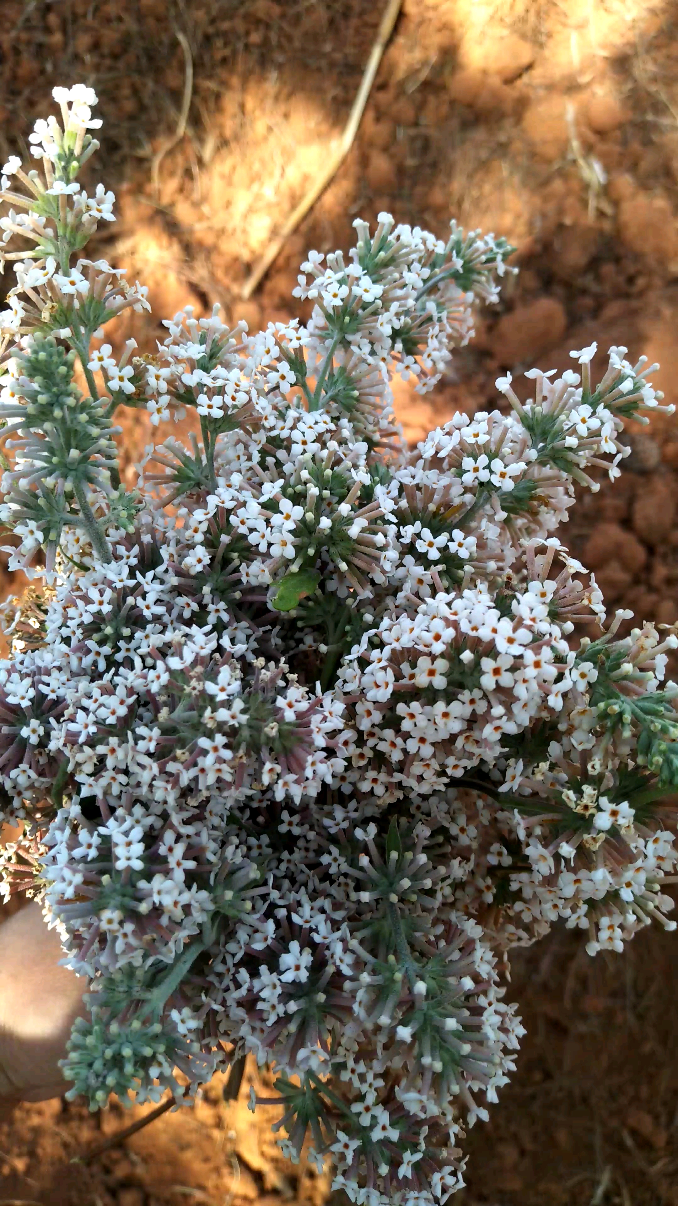 密蒙花可以用来做黄花饭的