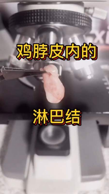 微观探索#鸡脖皮内的淋巴结放大-度小视