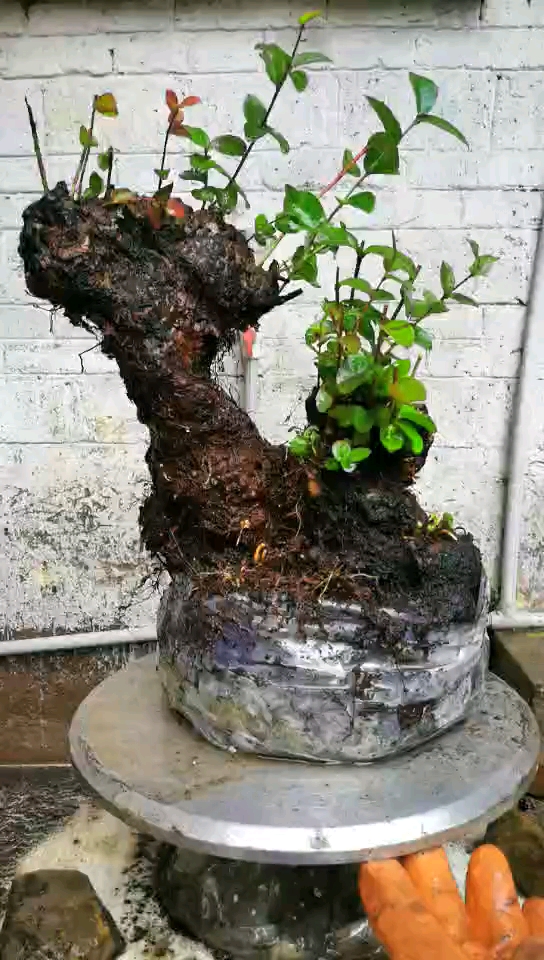 野蓝莓精品老桩