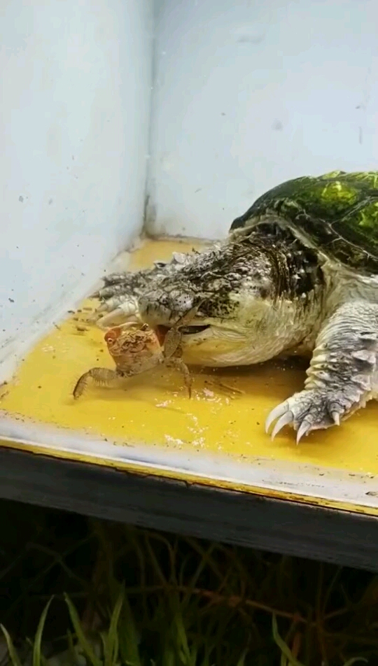 鳄龟吃小螃蟹!