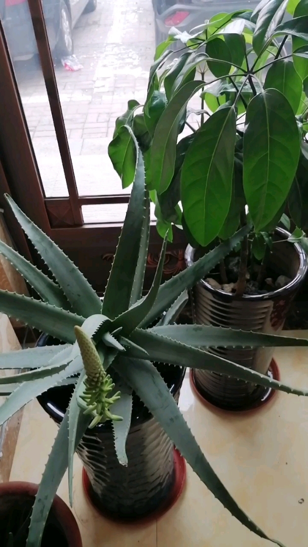 库拉索芦荟马上开花了,预示着春天的美好时节,祝福有缘人元宵佳节快乐