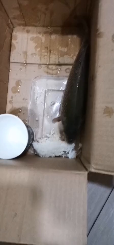 我想问一下,我养的鱼为什么不吃饭也不喝水,都一天一夜了急死我了,-度