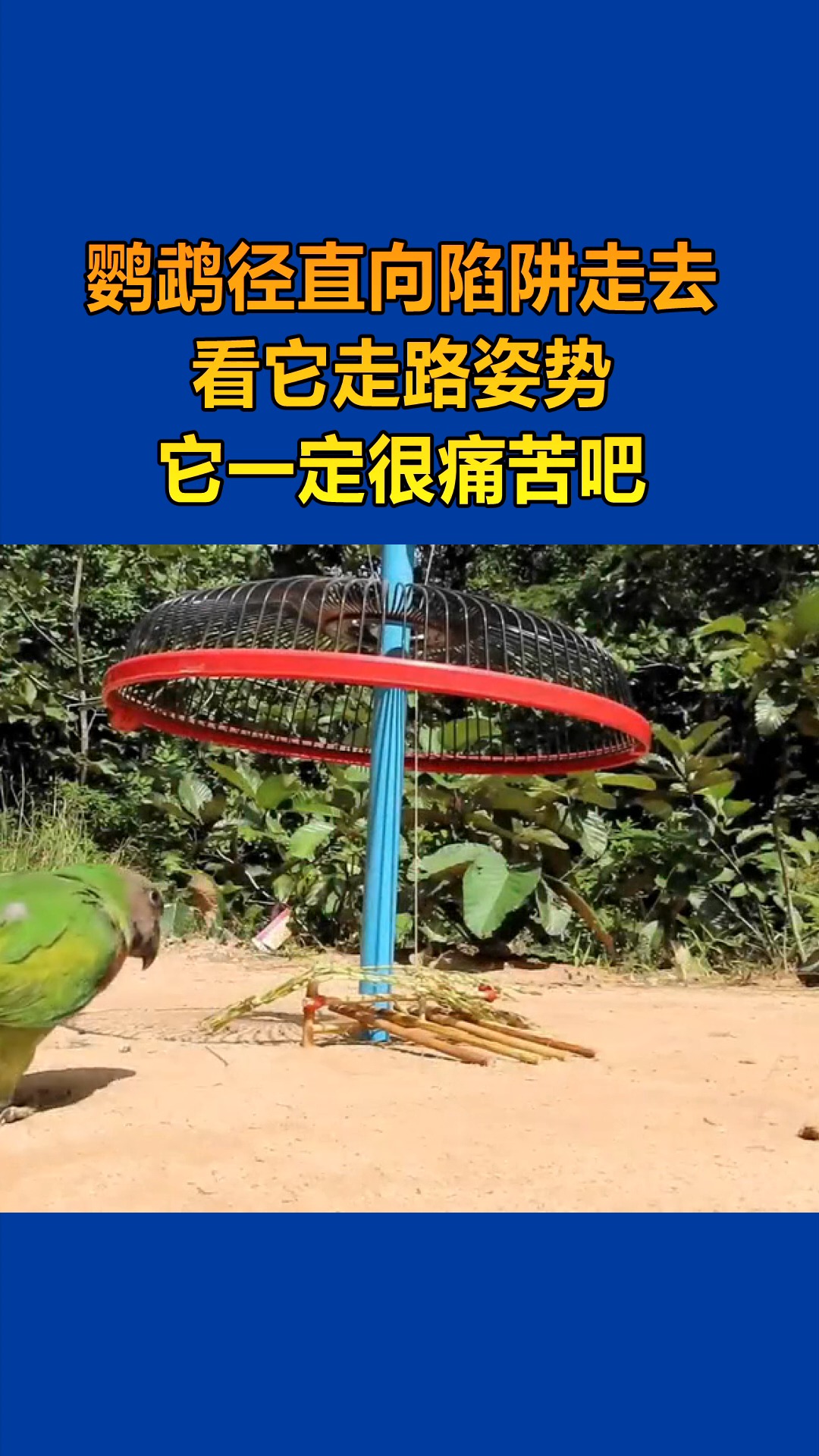 我要上热门#看鹦鹉走路,总感觉不太对劲