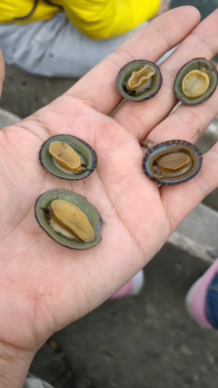 据说这个很贵啊,能吃,你们吃过吗?我就叫它假鲍鱼呵呵呵