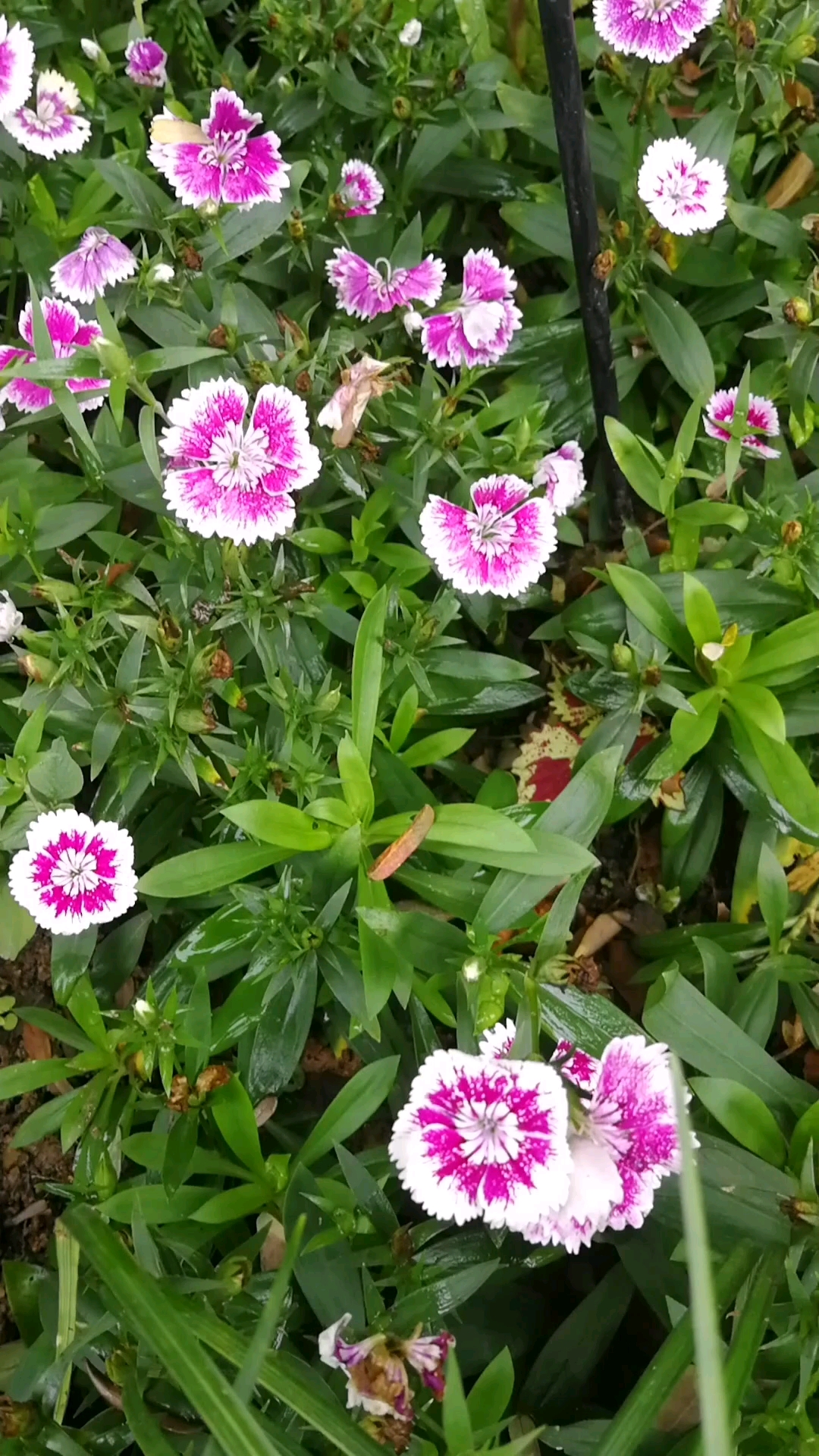 石竹 别名: 洛阳花,中国石竹,中国沼竹,石竹子花