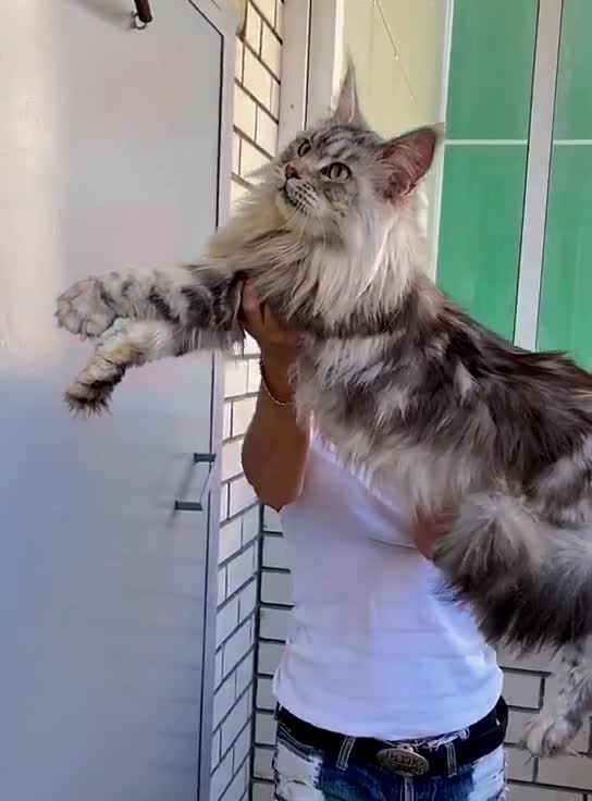 我要上热门q高赛级缅因猫银虎斑妹妹缅因库恩猫缅因猫