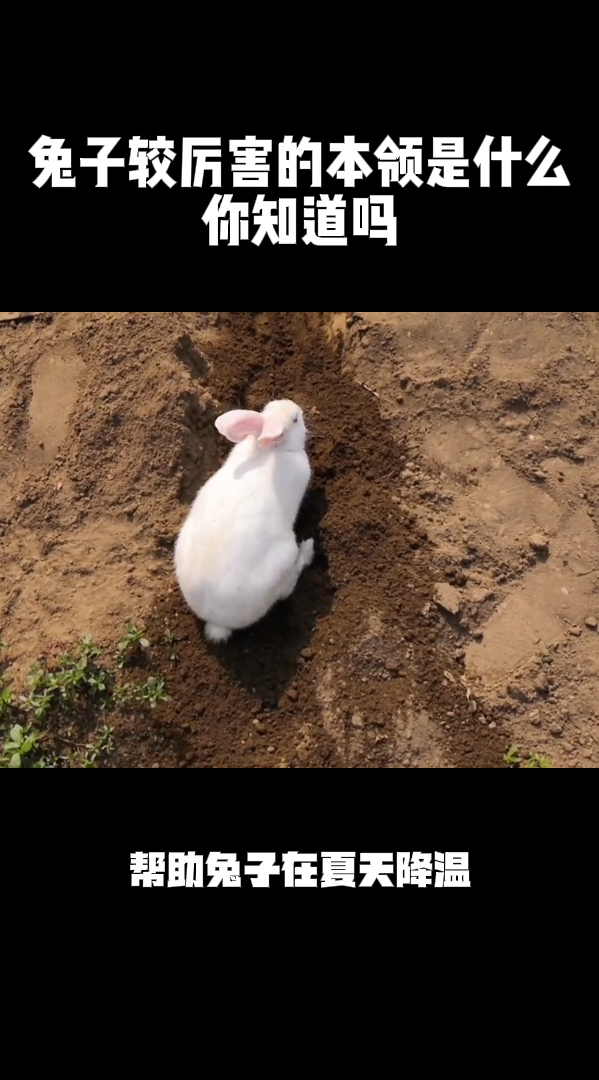 兔子较厉害的本领是什么你知道吗