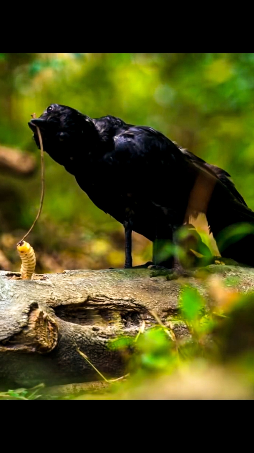 乌鸦喝水的故事都听过乌鸦用树枝钓虫子你见过吗让人大开眼界