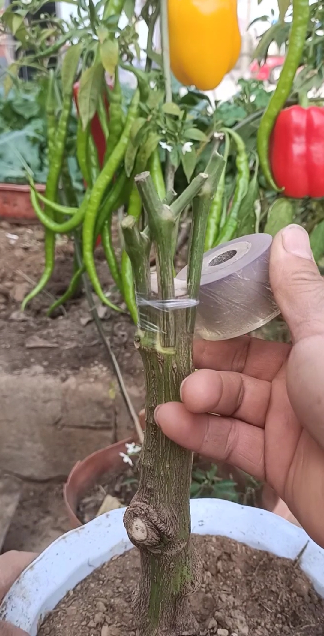 嫁接技术#一颗辣椒嫁接后,结三种辣椒技术,你学会了吗?-度小视