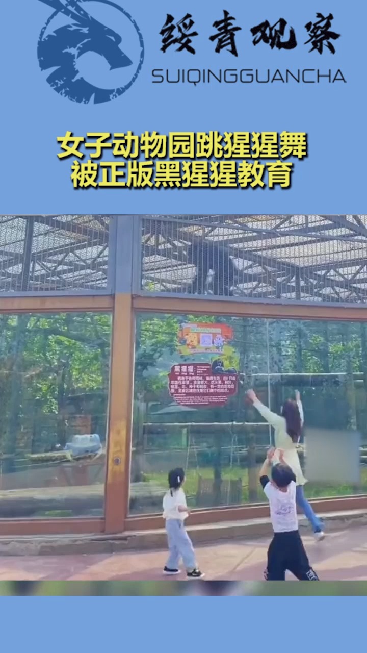 女子动物园跳黑猩猩舞,被正版黑猩猩教育
