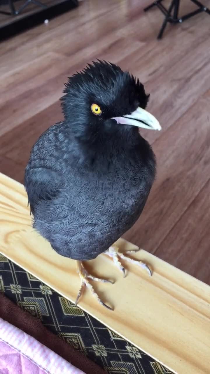 会说话的八哥!这个几句跟谁学的,也太损了