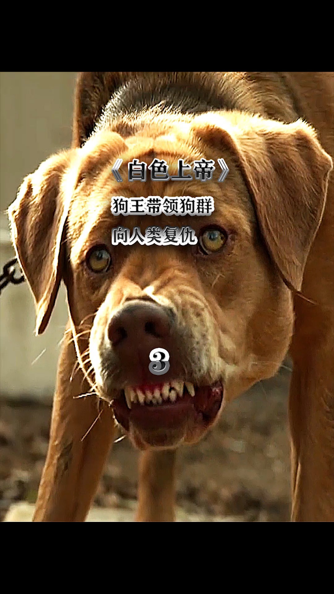 流浪给被人欺负险些丧命,最终它成为犬王带领狗群向人类复仇