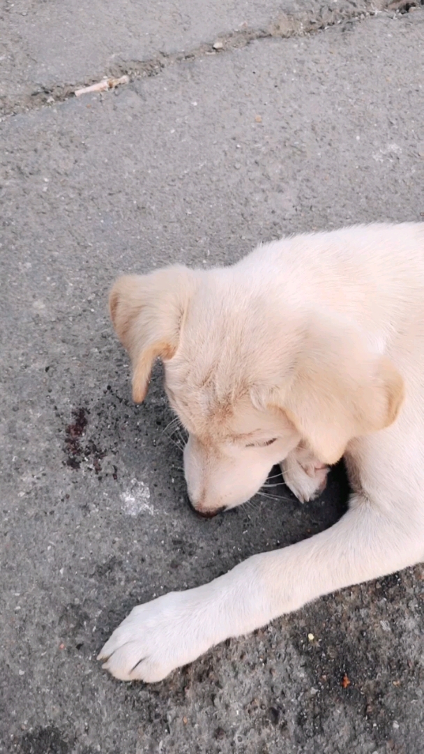 叼着牙签的小狗?