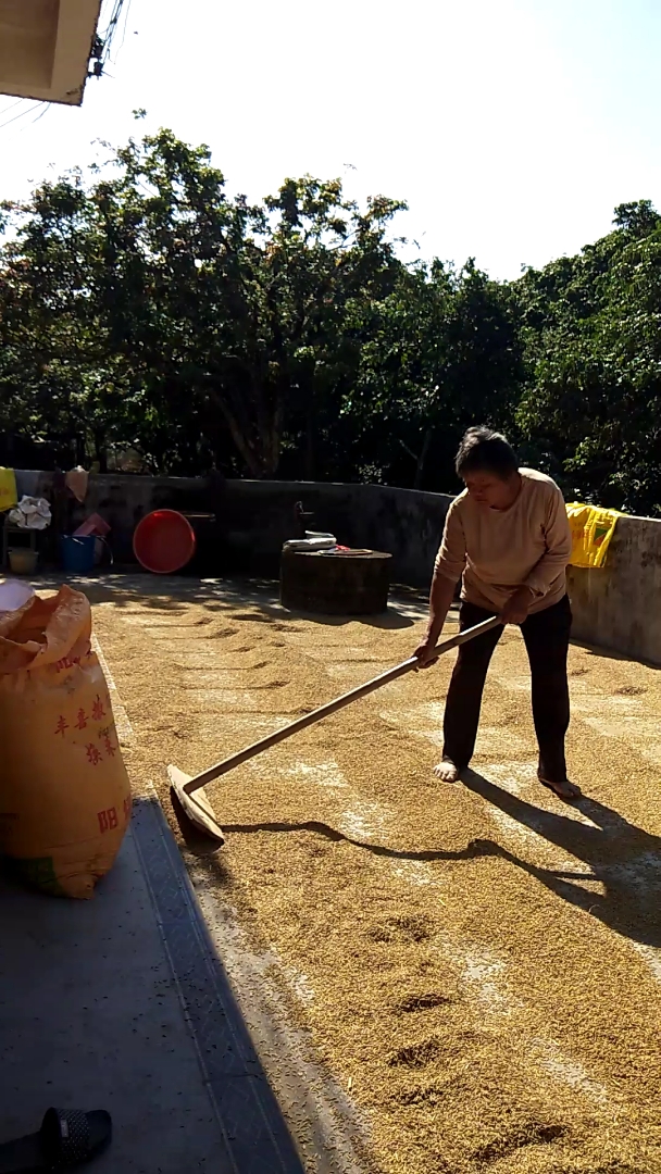 我家婆在辛勤劳作.最勤劳的妇女!支撑着整个家,管好整个家.