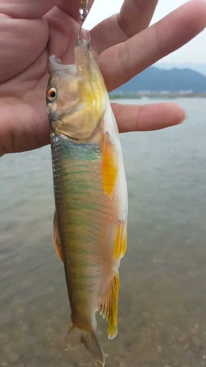 溪流中彩色马口一尾