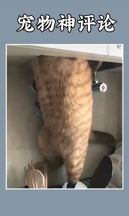 搞笑视频#就怕猫突然来一句:把扳手给我