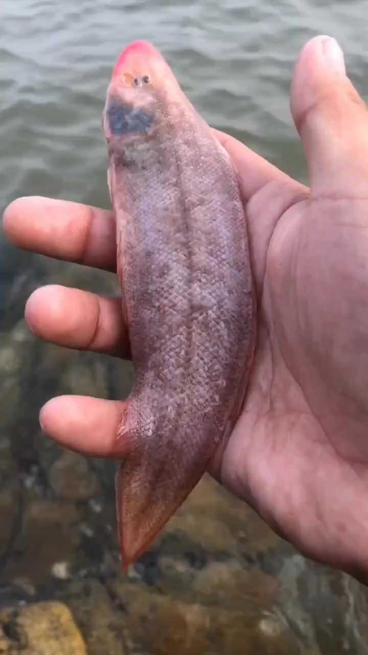 今天一来到海边,就抓到一条舌头鱼,特别的好玩