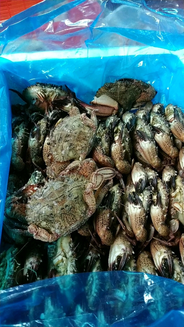 长的奇丑无比的,不知什么蟹,你认识吗?