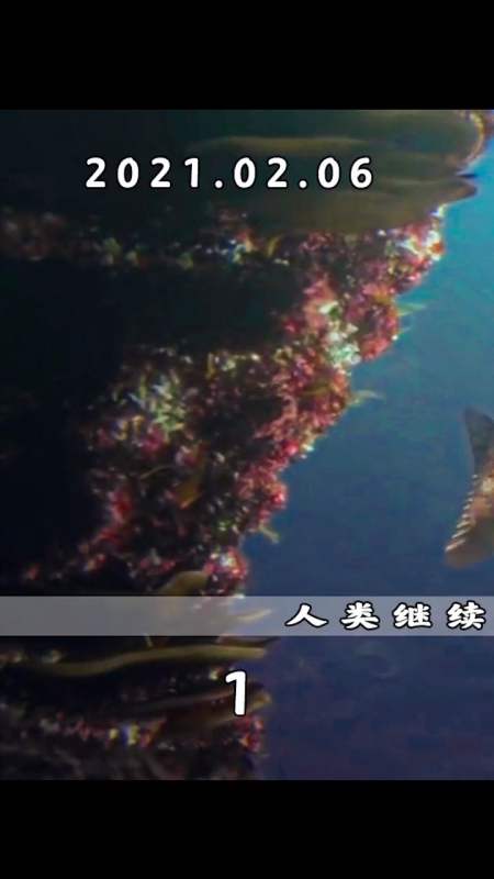 电影推荐#海洋被工业污染,鱼类集体机械化变异!一