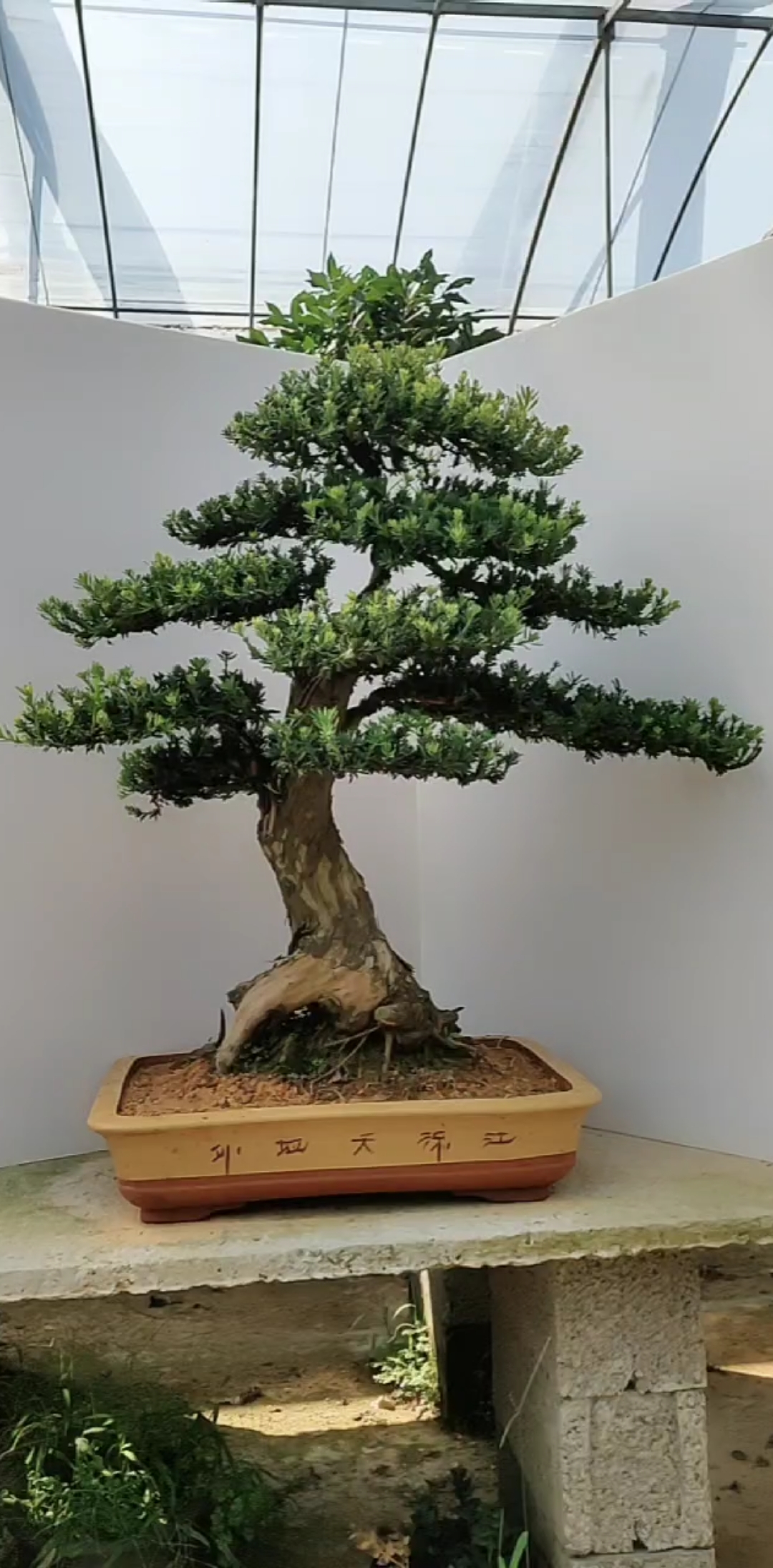 重器米叶罗汉松盆景